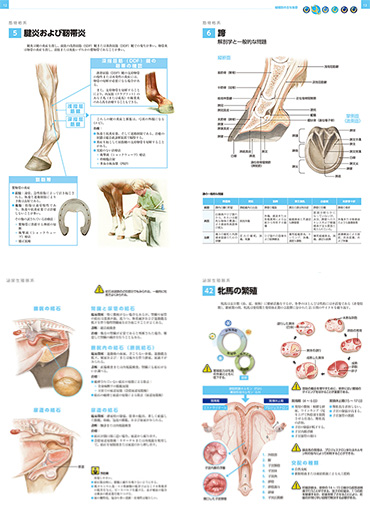 イラストでみる馬の病気
